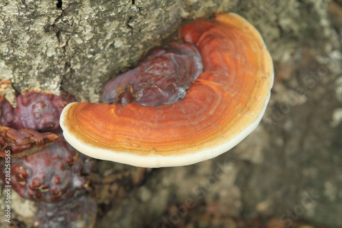 Orange mushroom stuck to the tree trunk