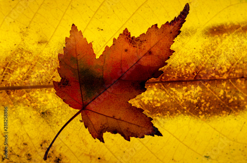 Close up of colorful autumnal maple leaf