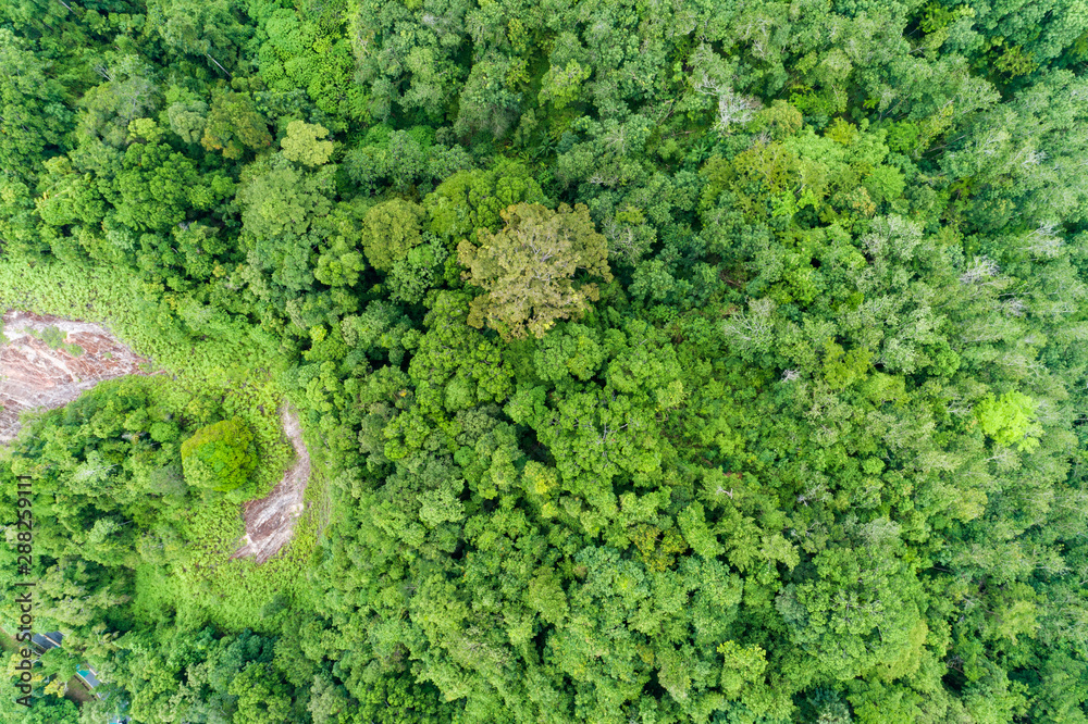 Aerial view Top down of Tropical rainforest Beautiful nature forest scenery landscape