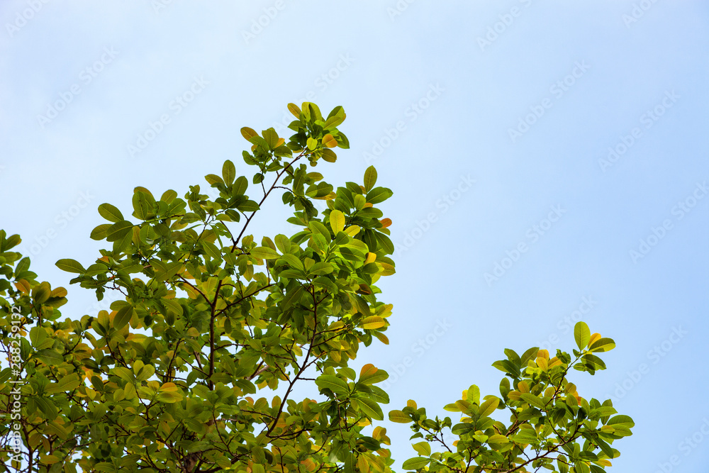 Trees branches frame beautiful green leaves against clear blue sky background image for nature background and nature design Trees branches frame beautiful green leaves against clear blue sky background image for nature background and nature design