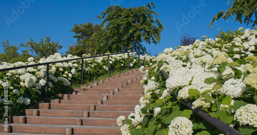 Foto White Hydrangea flower garden with staircase