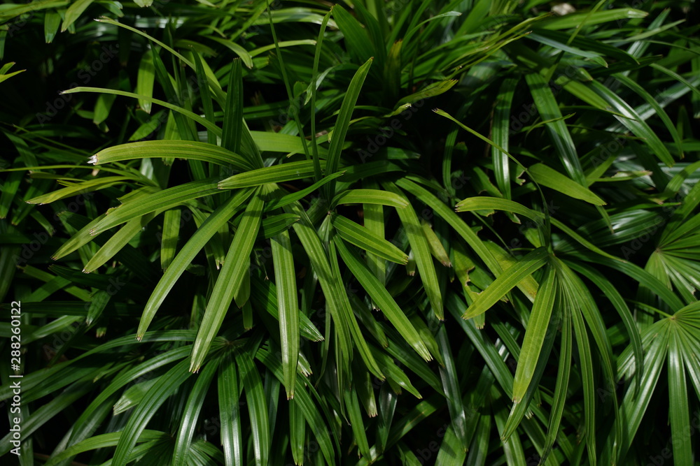 Fototapeta premium Garden decoration wallpaper