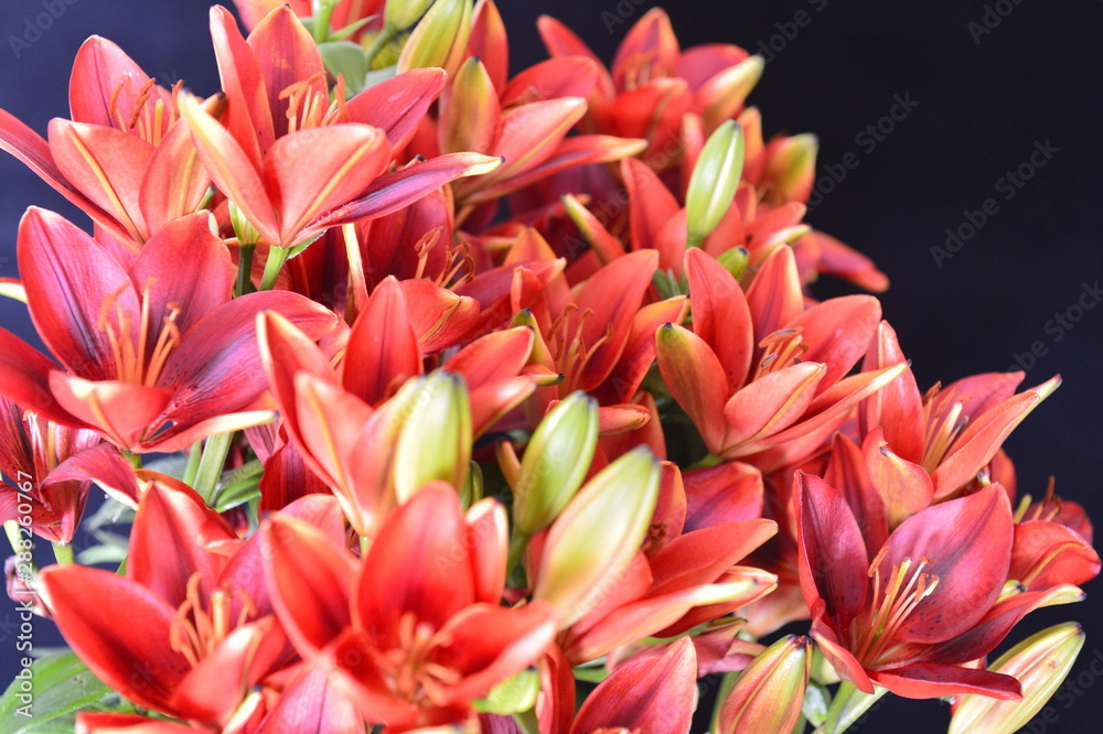 flower flower