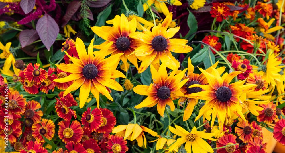 Bright autumn flowers still life on the nature. Bright autumn flowers still life on the nature.
