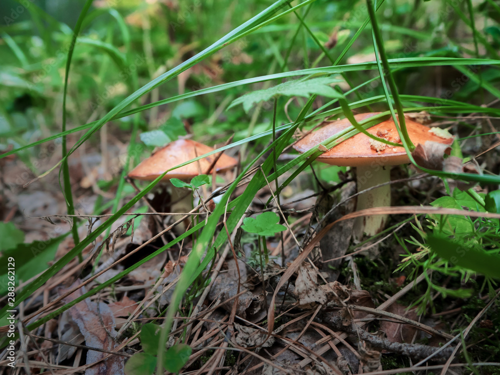 two autumn fungus is hiding and growing in the grass two autumn fungus is hiding and growing in the grass