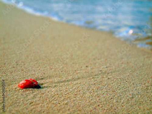Seashell By The Seashore