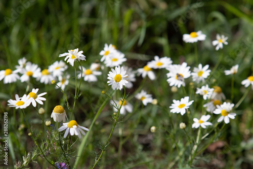 bright flowers in the flowerbed, summer day