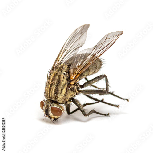 Dead fly isolated on a white background.