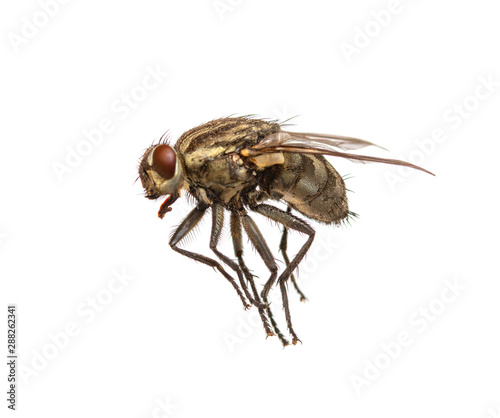 Dead fly isolated on a white background.