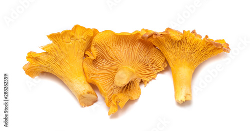 Chanterelle mushrooms on a white background.