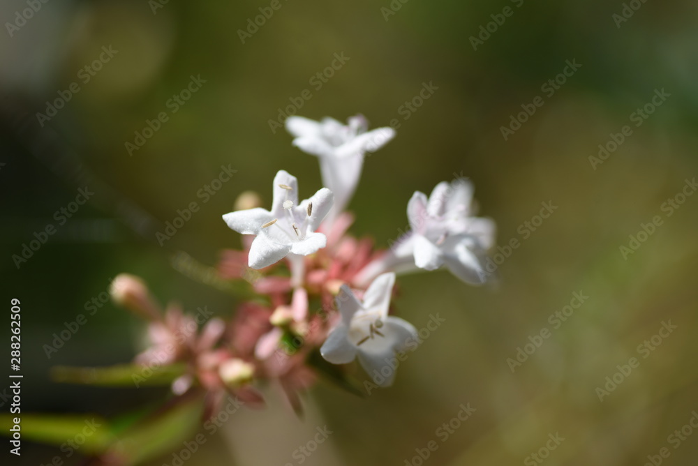 Glossy abelia is often used for street trees and hedges these days. Glossy abelia is often used for street trees and hedges these days.