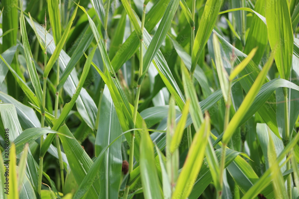 Obraz premium green grass