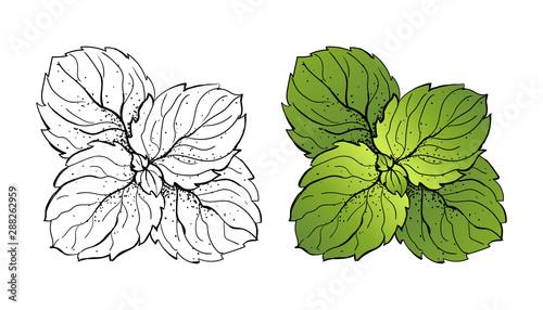 Hand drawn mint leaves sketch isolated on white background.