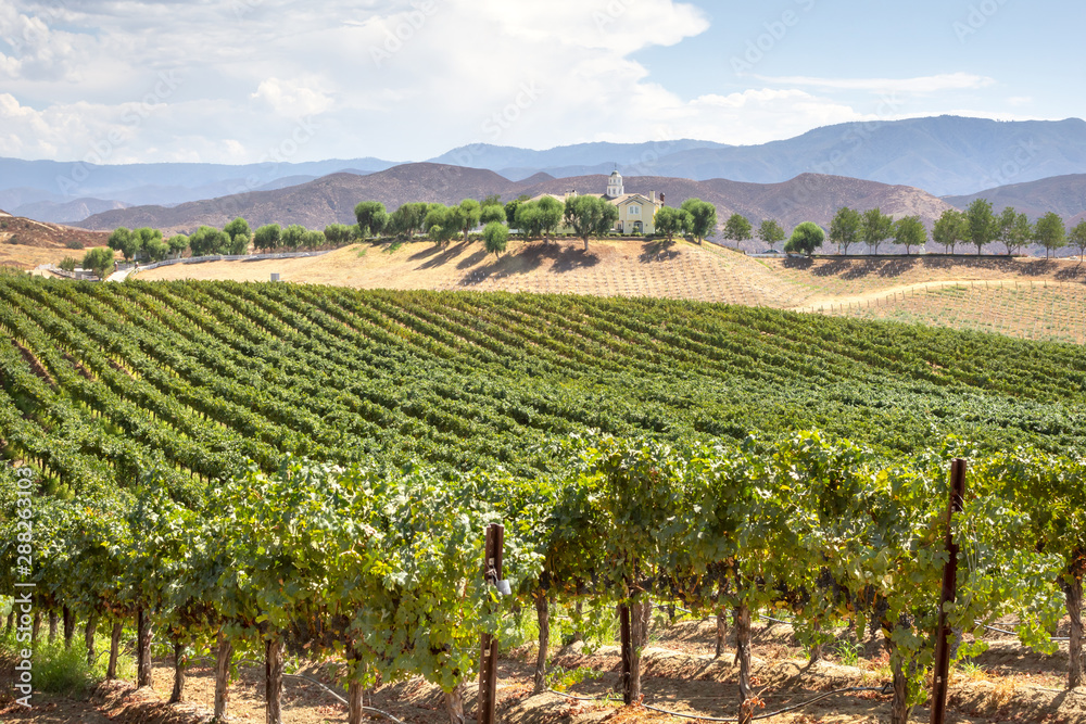 A scenic landscape of grapevines at a countryside vineyard.