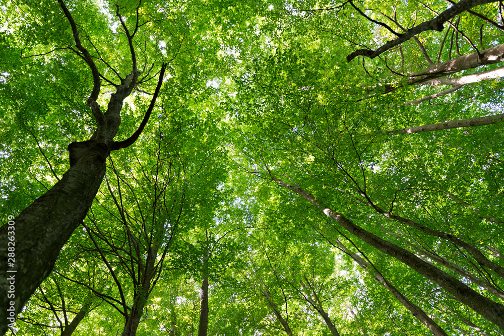 Obraz premium Natural Forest of Beech