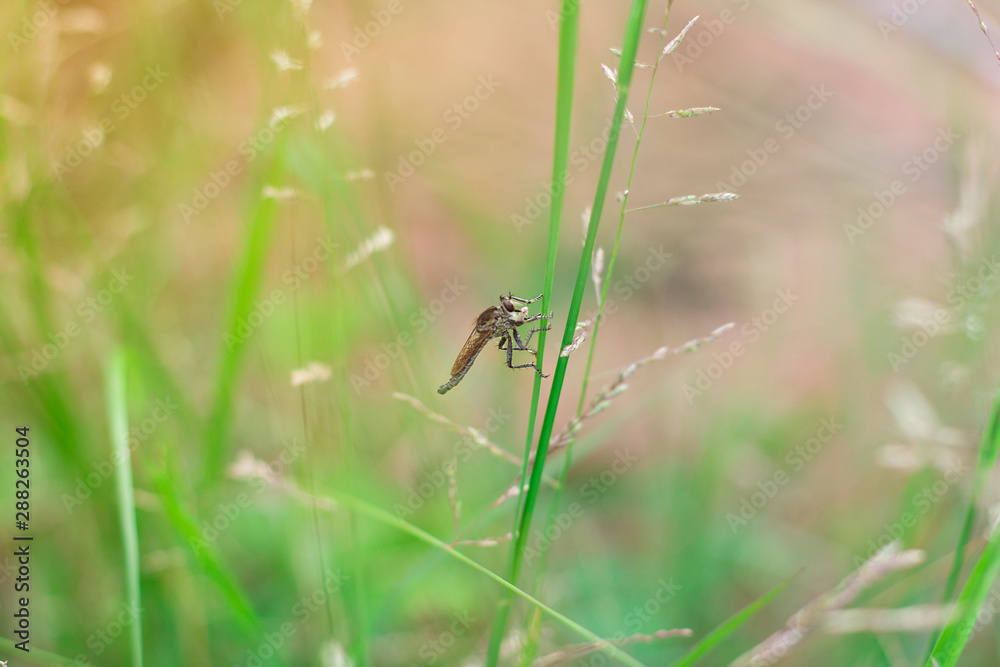 dragonfly on a blade of grass dragonfly on a blade of grass