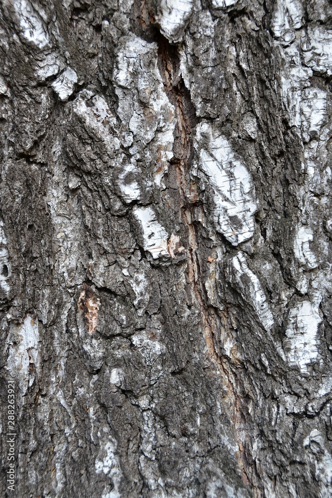 Fototapeta premium Detailed view of old birch bark