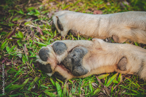 dog in the grass © YaOm Portfolio