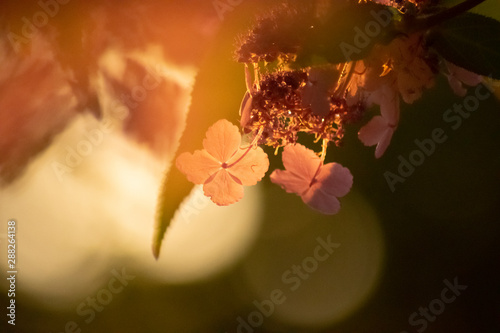 Soft Focus Golden Hour 