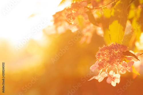 Soft Focus Golden Hour 