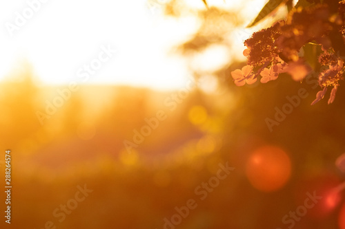 Soft Focus Golden Hour 