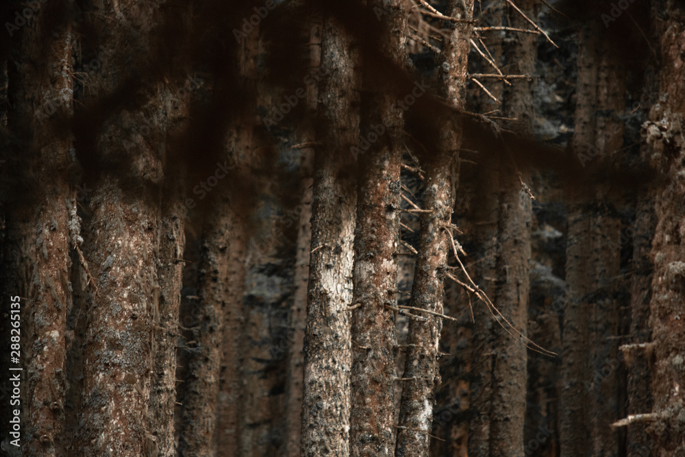 Obraz premium forest, tree, nature, wood, birch, trees