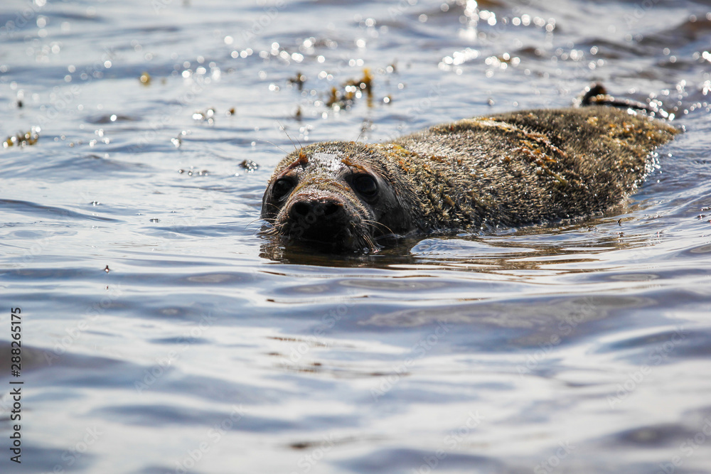 Fototapeta premium The seals are back in the wild.