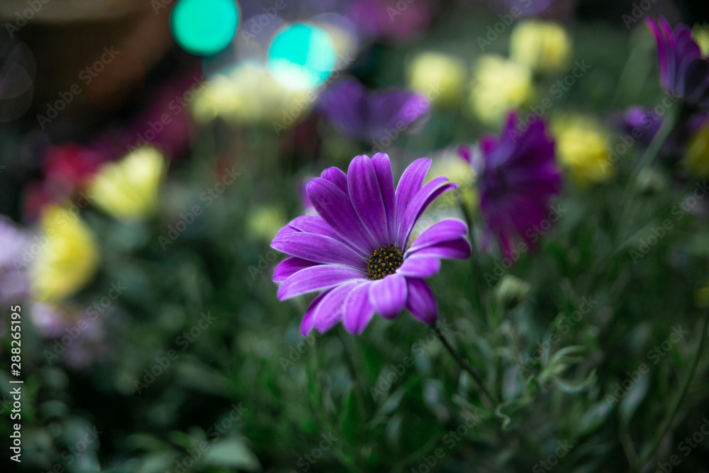 flower, nature, purple, pink, garden