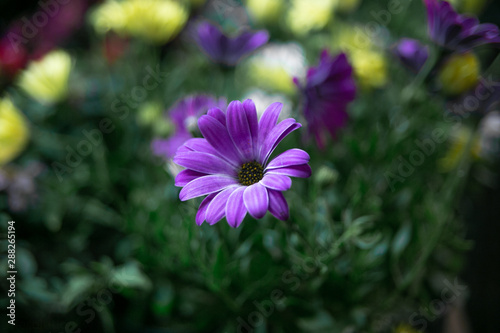 flower, nature, purple, pink, garden,