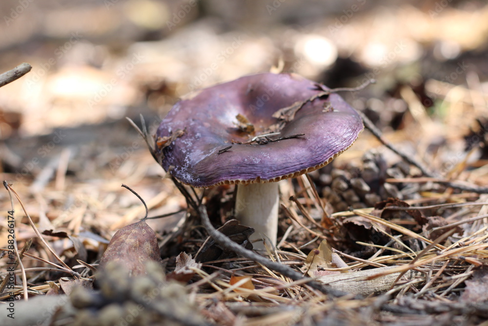 Fototapeta premium mushroom