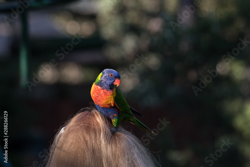 A wild rainbow lorikeet, trichoglossus moluccanus, perched on a woman's head on the Gold Coast, Queensland, Australia.