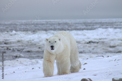 Polar Bear on Tundra