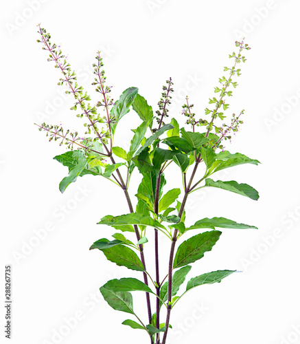 fresh holy basil isolated on a white background