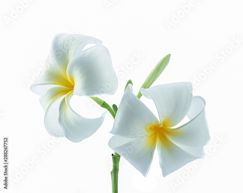 Fototapeta Naklejka Na Ścianę i Meble -  fresh frangimani flowers isolated on a white background