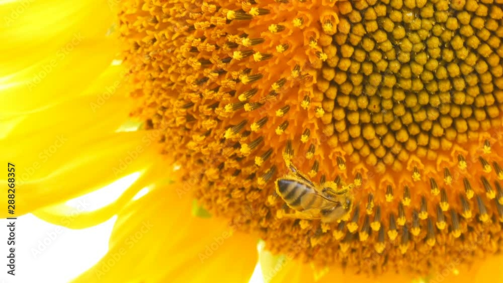 Bee working and gathering pollen from sunflower in field close up. Field of sunflowers. Sunflower swaying in the wind Bee working and gathering pollen from sunflower in field close up. Field of sunflowers. Sunflower swaying in the wind