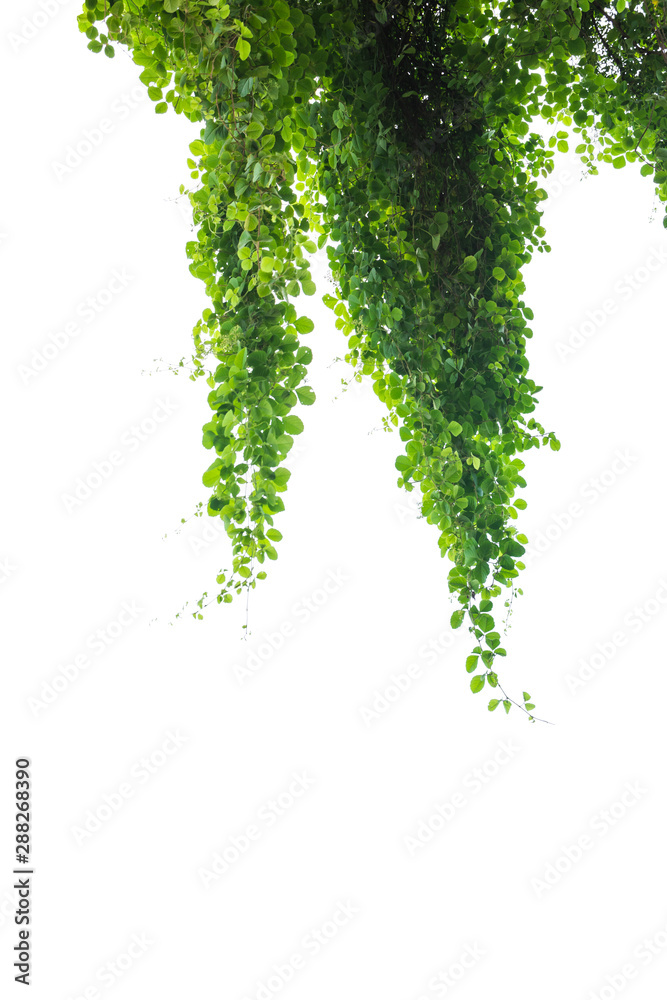Naklejka premium Green plant, green leave isolated on white background.