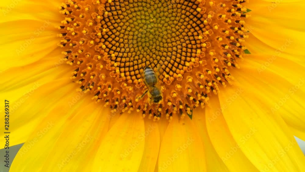 Bee working and gathering pollen from sunflower in field. Field of sunflowers. Sunflower swaying in the wind Bee working and gathering pollen from sunflower in field. Field of sunflowers. Sunflower swaying in the wind