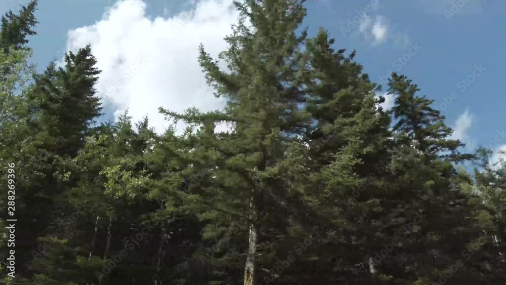 Landscape view to side road view see many pine trees while moving on the car in the park with beautiful clear blue sky in summer day in Banff,Canada Landscape view to side road view see many pine trees while moving on the car in the park with beautiful clear blue sky in summer day in Banff,Canada