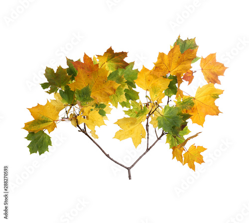 Branch of autumn maple leaves isolated on white background