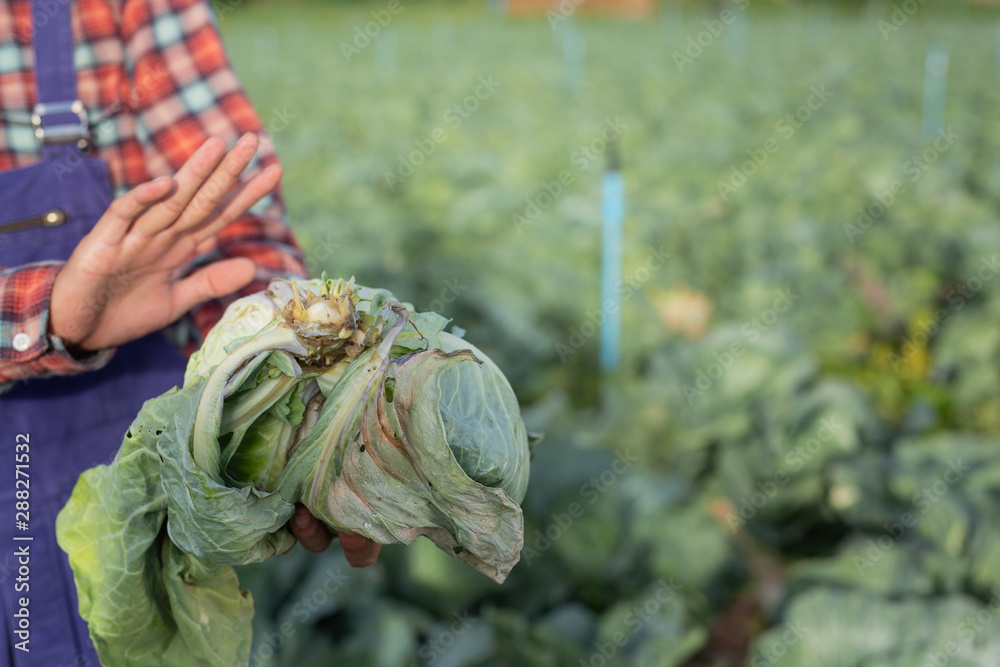 Embracing rotten cabbage in the hands of farmers.