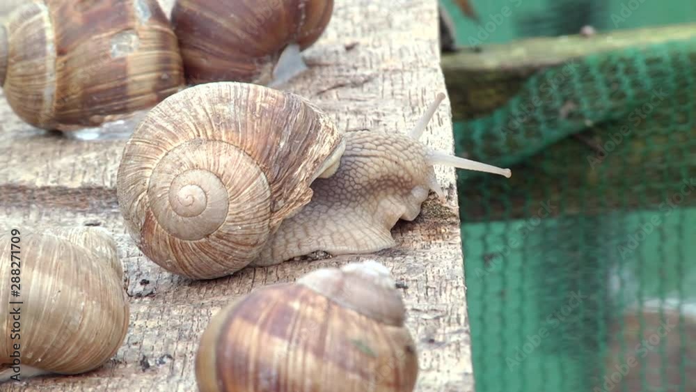 Green grid. Grape snails crawl on an old board. Agriculture. Grape snails crawl on an old board. Breeding grape snails. Snail brooder. Green grid. Grape snails crawl on an old board. Agriculture. Grape snails crawl on an old board. Breeding grape snails. Snail brooder.