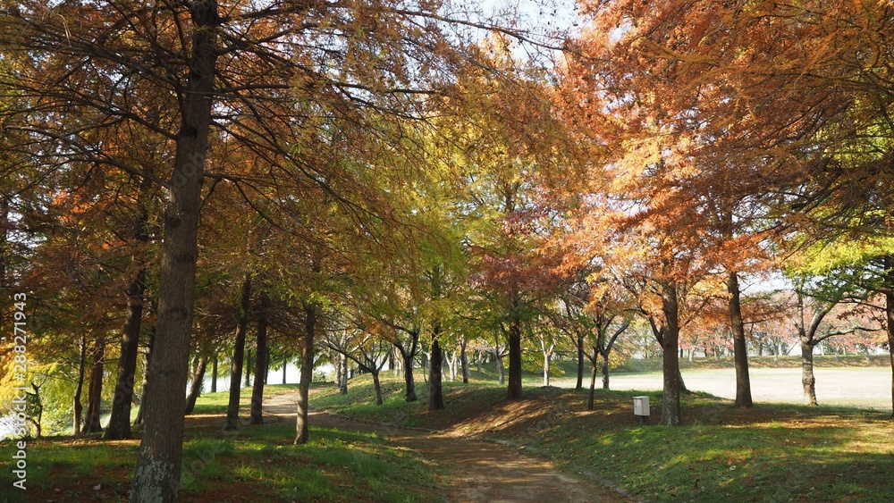 Naklejka premium 紅葉