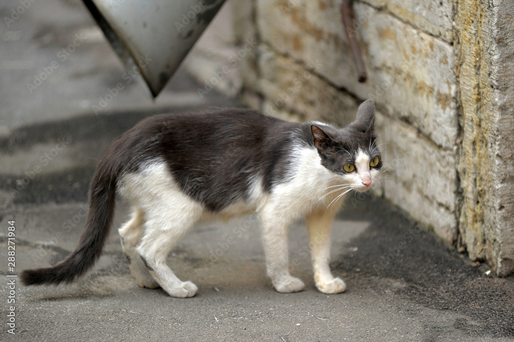 homeless white with gray cat on the street homeless white with gray cat on the street