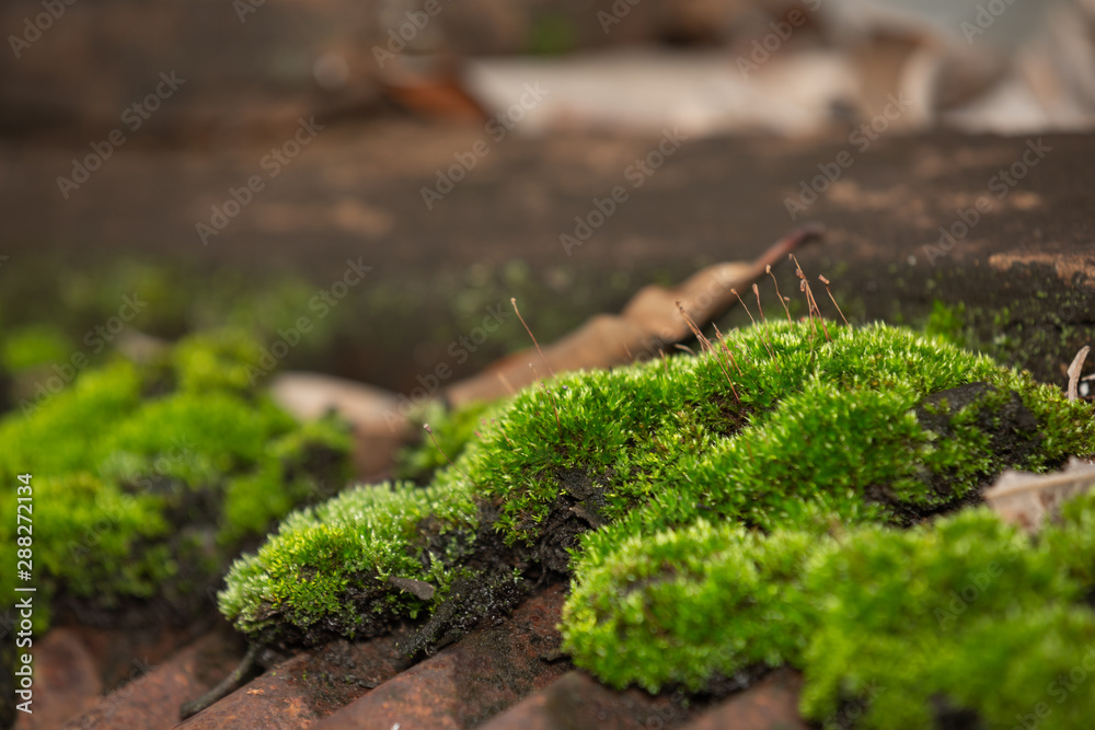 Green Moss that is up on the wet floor has a blurred background. Green Moss that is up on the wet floor has a blurred background.