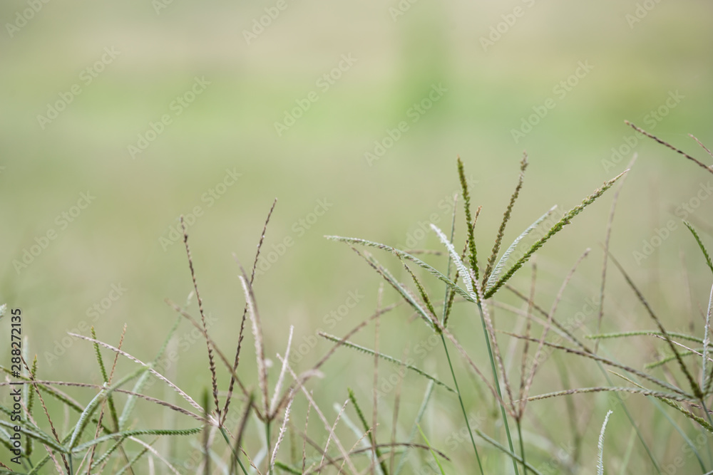 Swollen finger grass that is winding and has grass that is blurred in the background.
