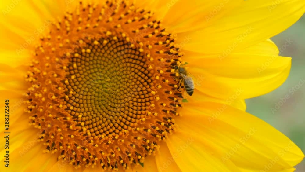 Bee working and gathering pollen from sunflower in field. Field of sunflowers. Sunflower swaying in the wind Bee working and gathering pollen from sunflower in field. Field of sunflowers. Sunflower swaying in the wind
