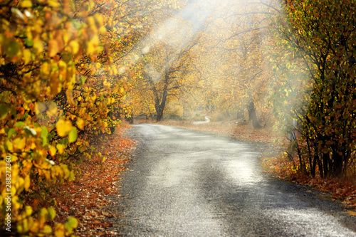 Landscape image of dirt countryside dirt road with colorful autumn leaves and trees in forest of Mersin  Turkey