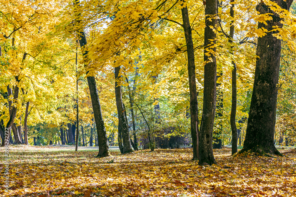 natural autumnal park scene. trees with vibrant yellow and orange leaves, grass covered with dry foliage natural autumnal park scene. trees with vibrant yellow and orange leaves, grass covered with dry foliage