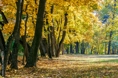 nature in autumn. park trees with thick trunks and bright yellow foliage and park ground covered with dry fallen leaves