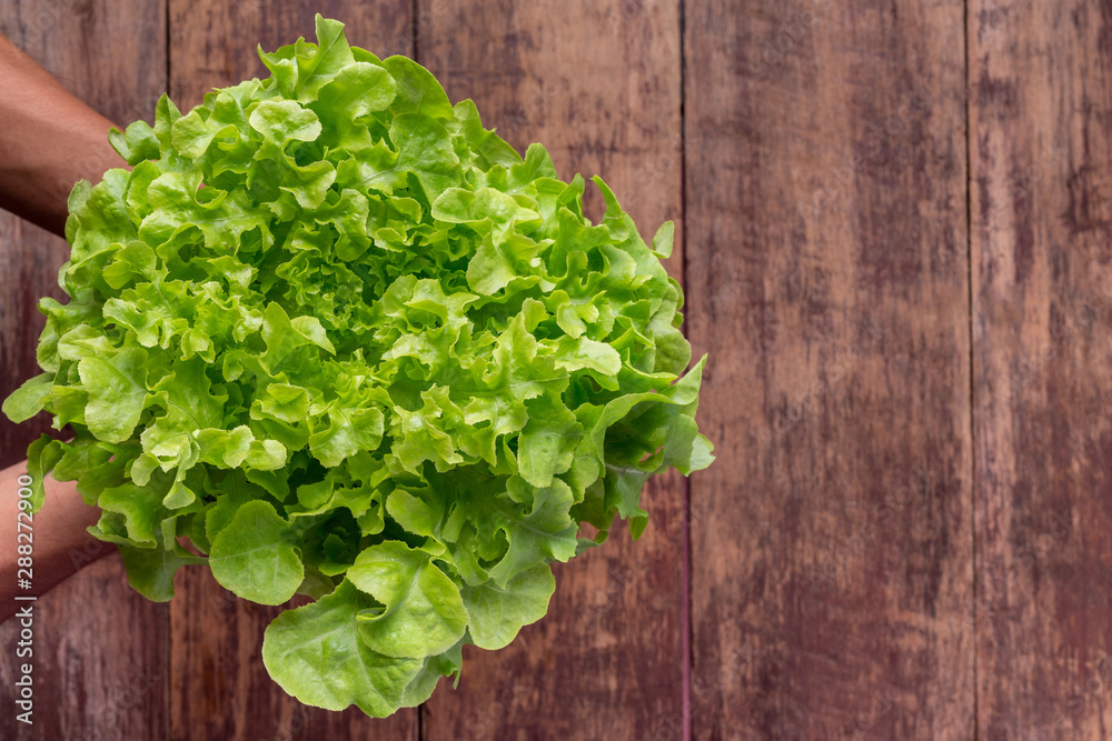 Lettuce concept that is placed on a brown wooden floor. Lettuce concept that is placed on a brown wooden floor.
